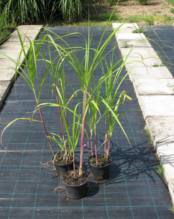 Miscanthus giganteus